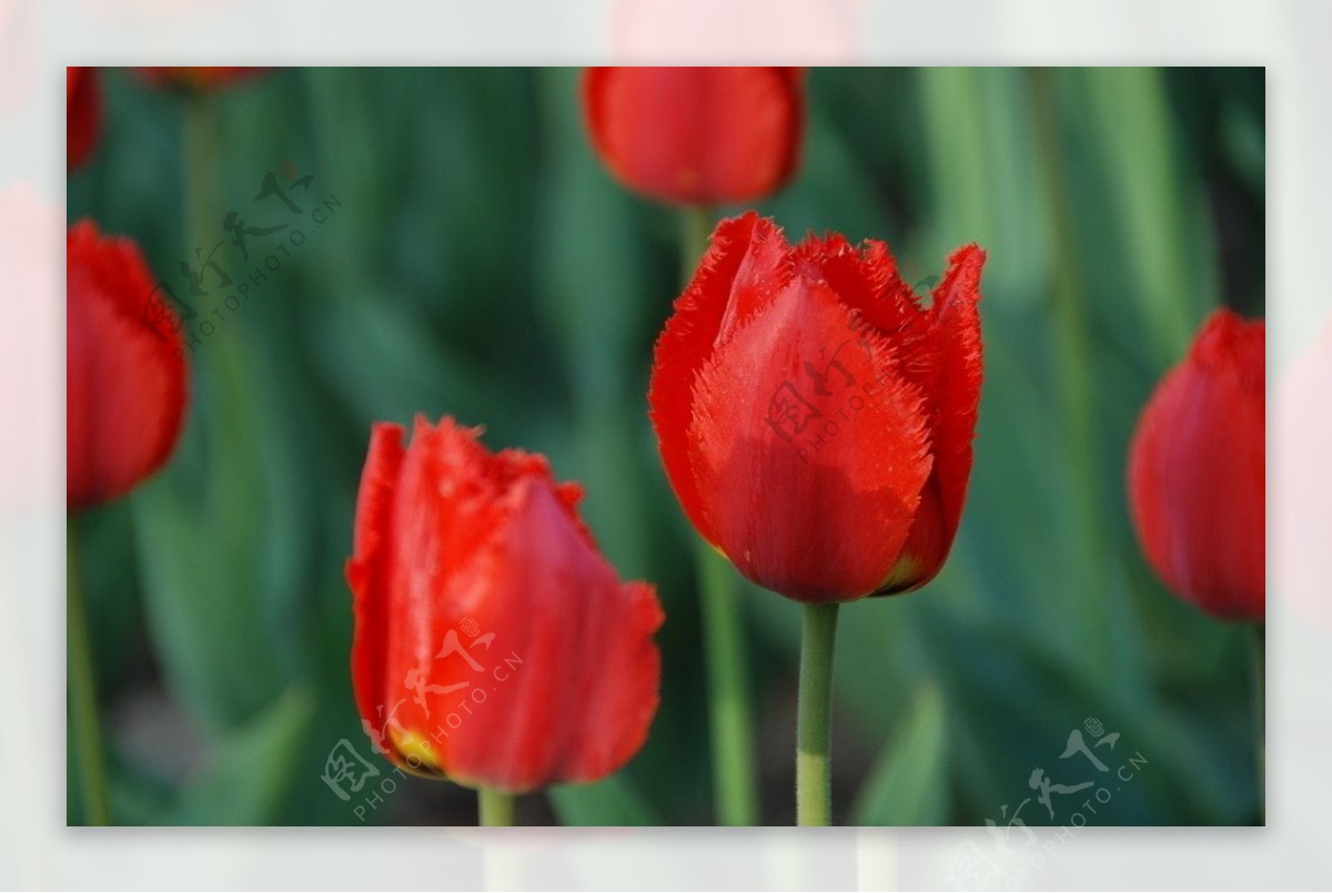 郁金香花图片