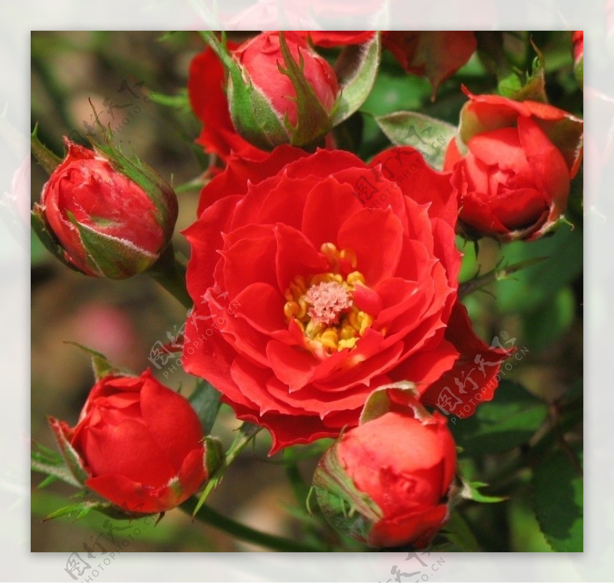 红色蔷薇图片