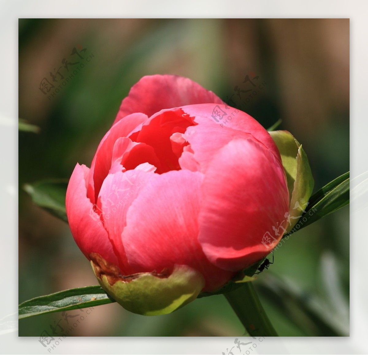 红色牡丹花蕾图片