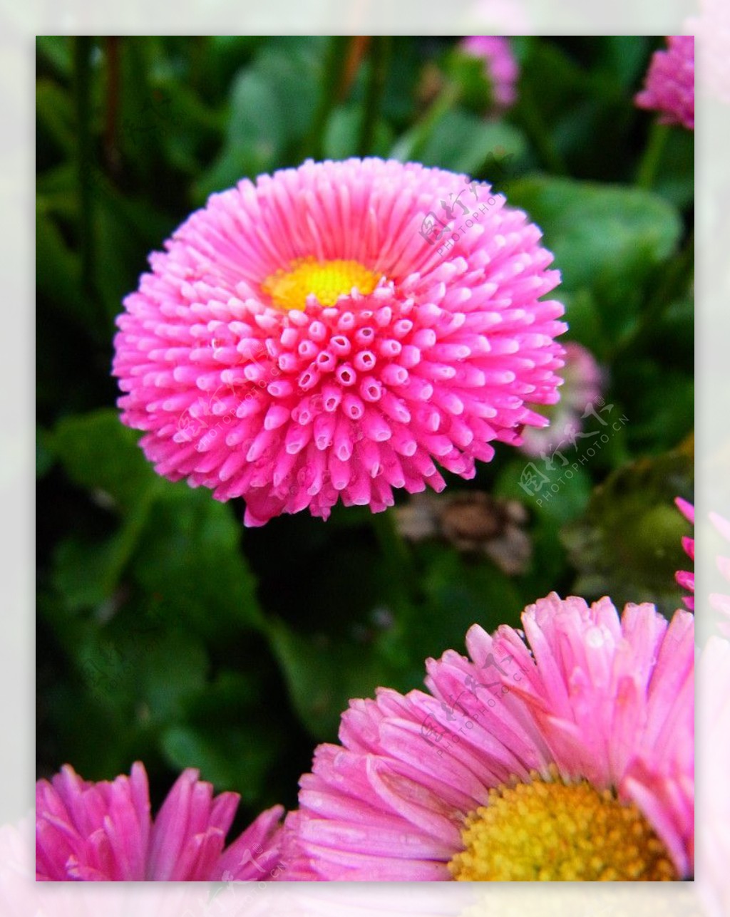 粉色雏菊花实际像素模糊图片