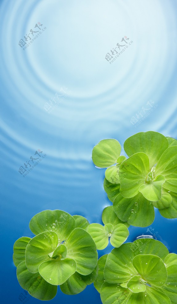 绿叶水珠图片
