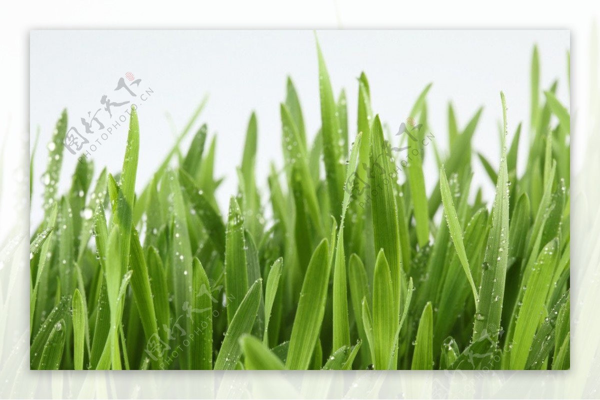 绿草雨水图片