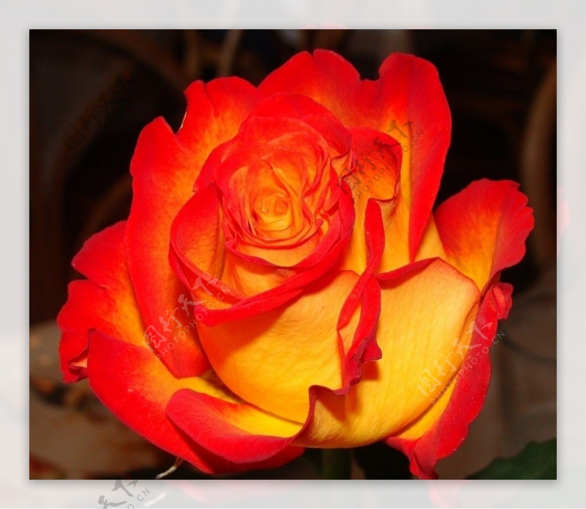 橙黄玫瑰花图片