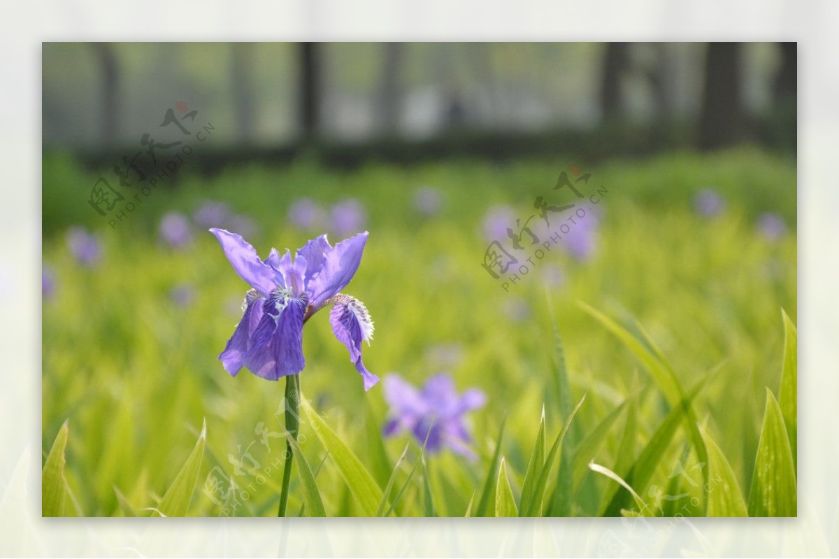 鸢尾花图片