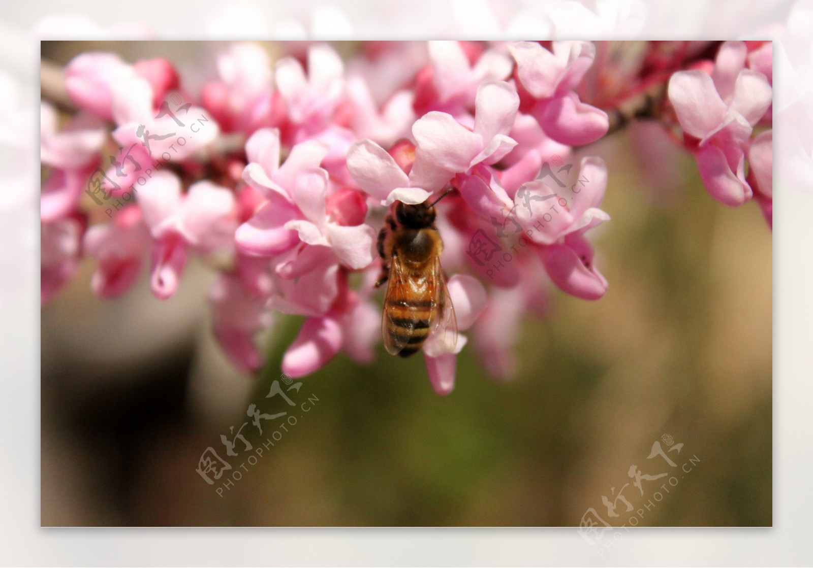 洋槐花上的蜜蜂图片
