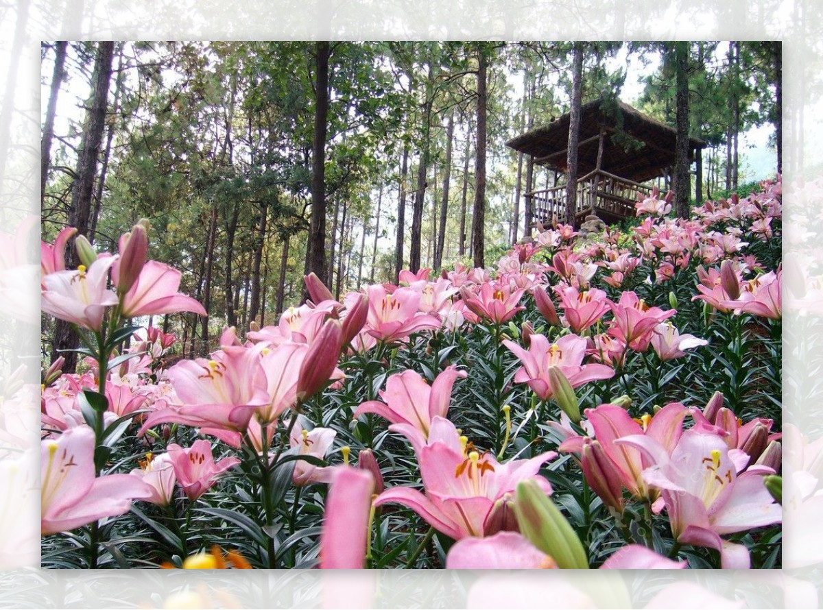 高清百合花图片电脑桌面壁纸-壁纸图片大全