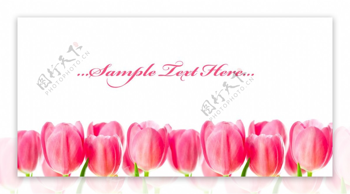 郁金香花卉设计图片