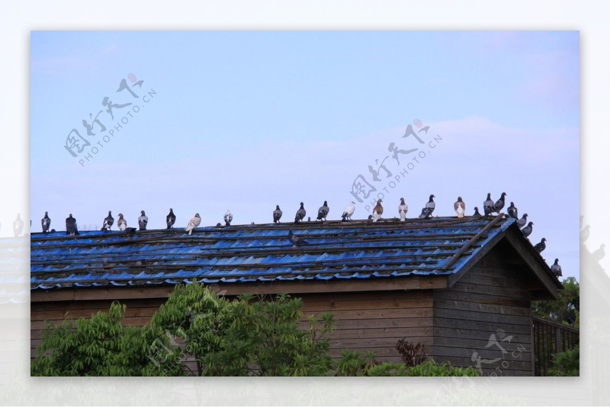 屋顶上排列的鸟图片