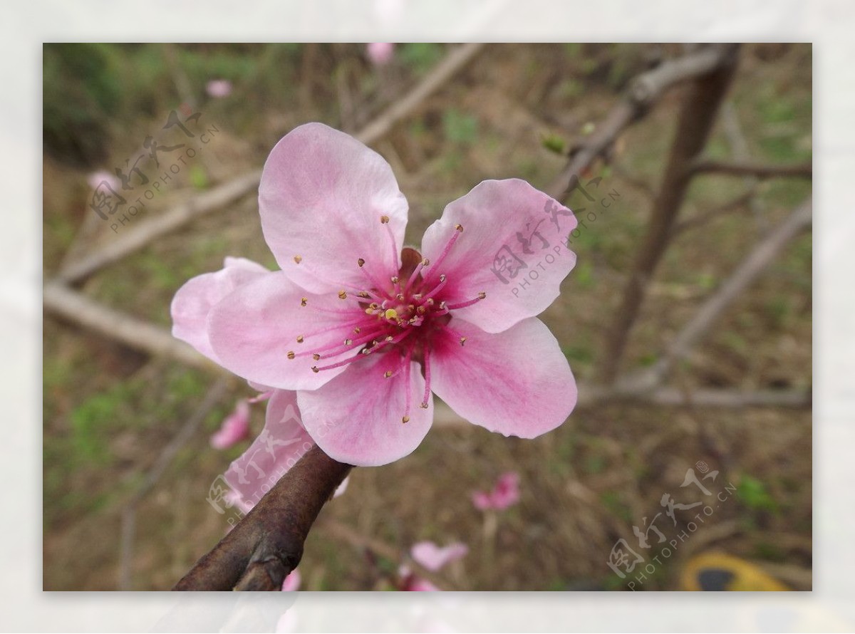 桃花图片