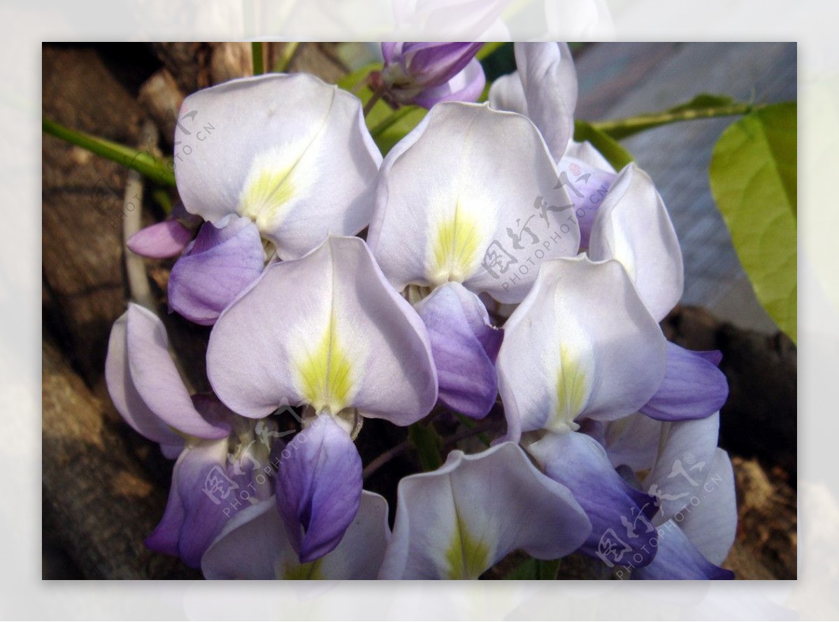 紫白色花图片