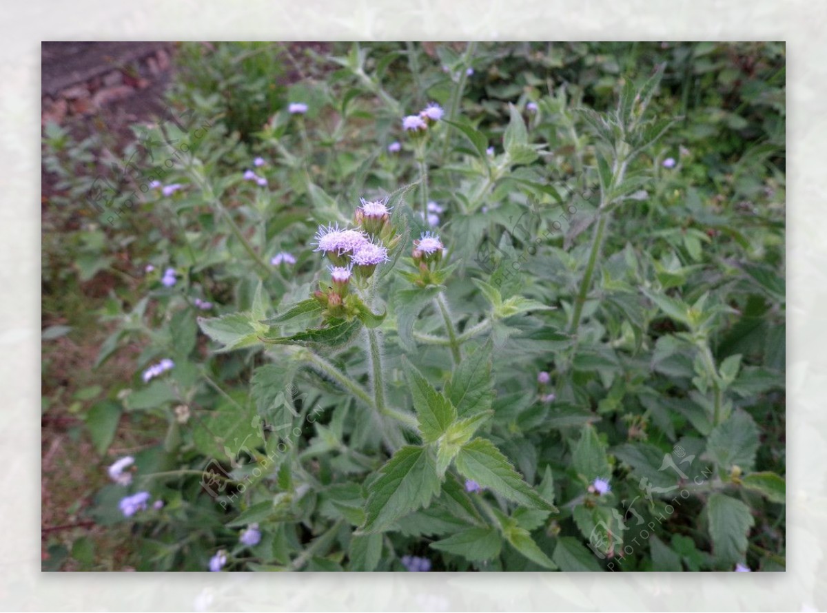 野草花小紫花图片