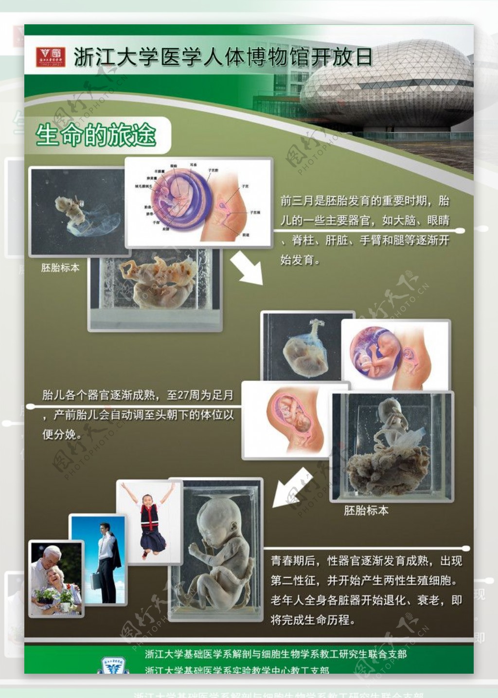 浙江大学医学院人体博物馆开放周宣传展板生命旅途图片