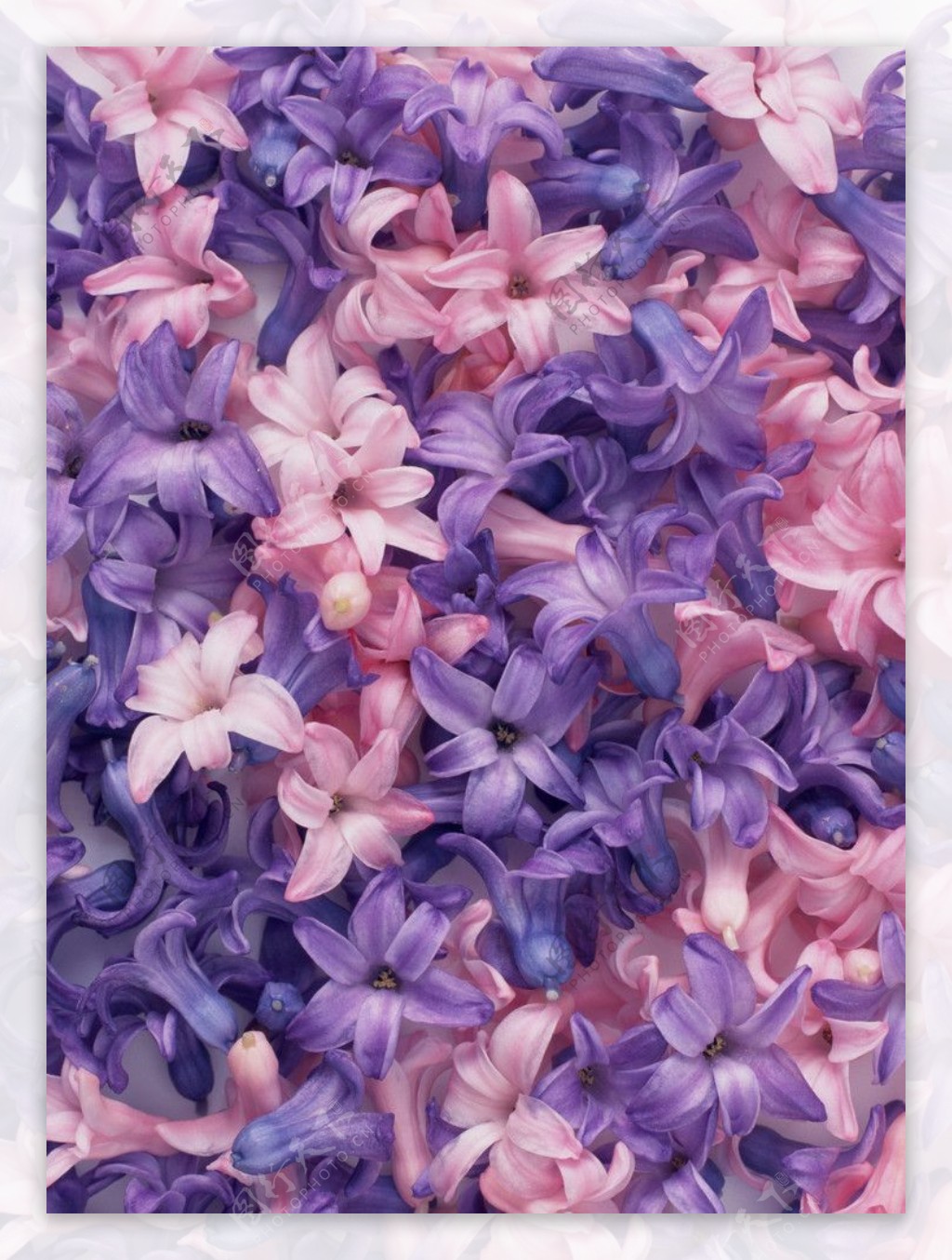 紫色花朵摄影图片