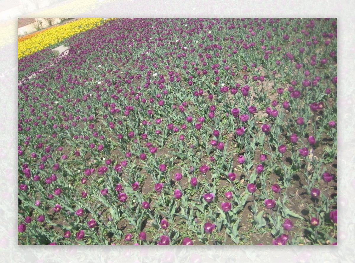 郁金香紫色图片