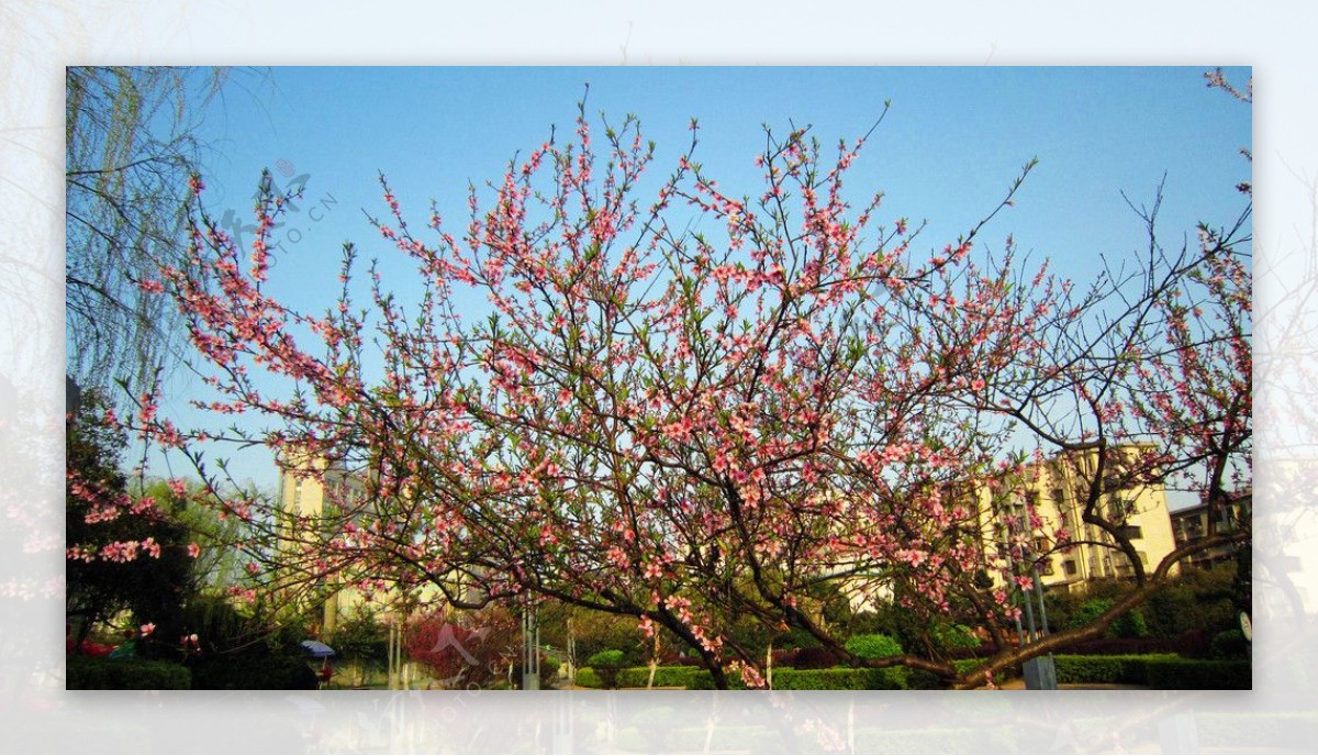 桃花树与桃花非高清图片