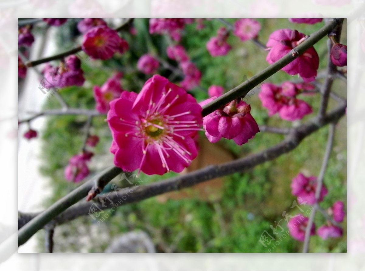 梅花吐蕊图片