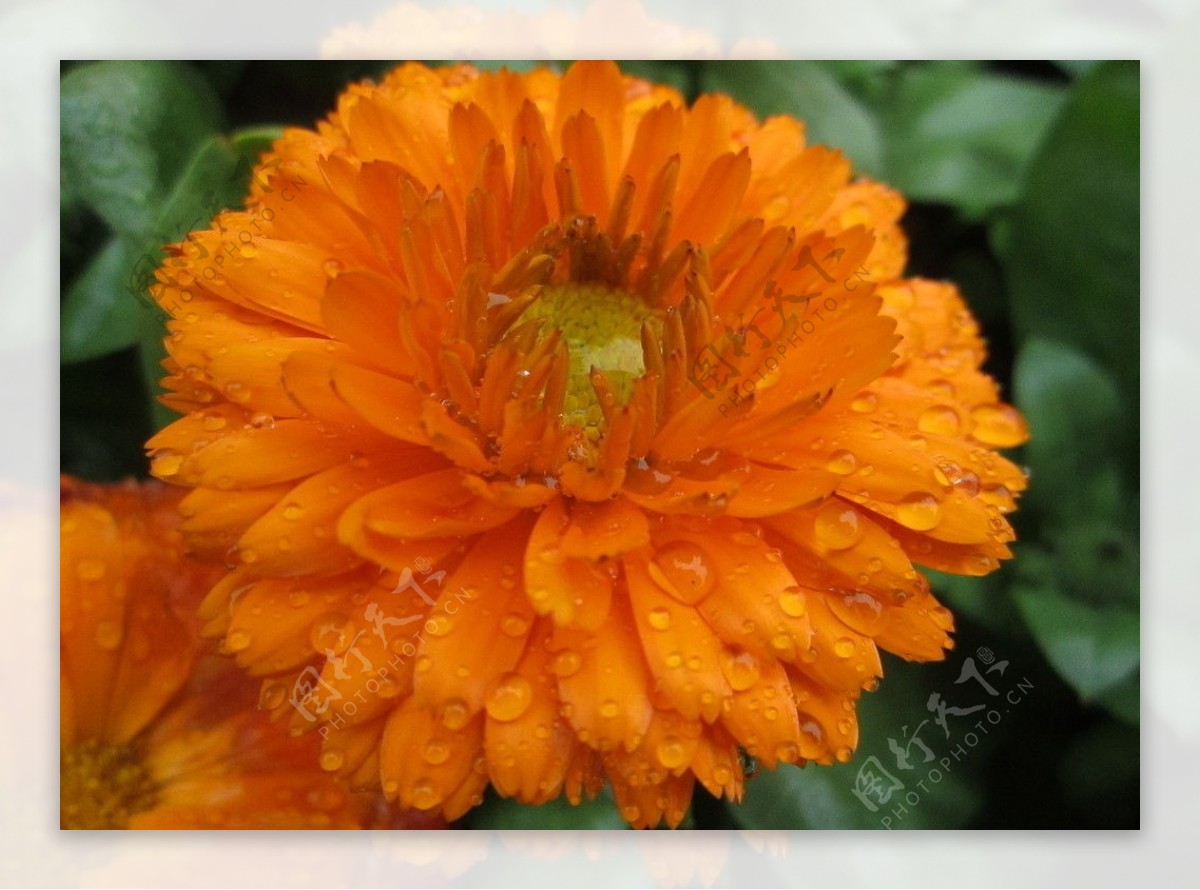 橙菊图片
