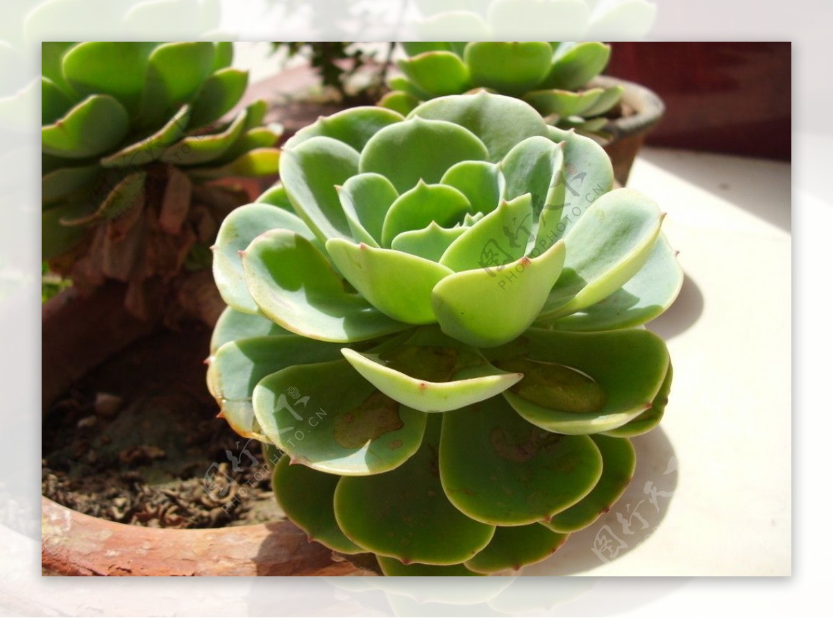 花草类植物石莲图片