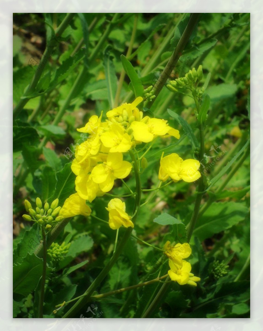 油菜花开图片