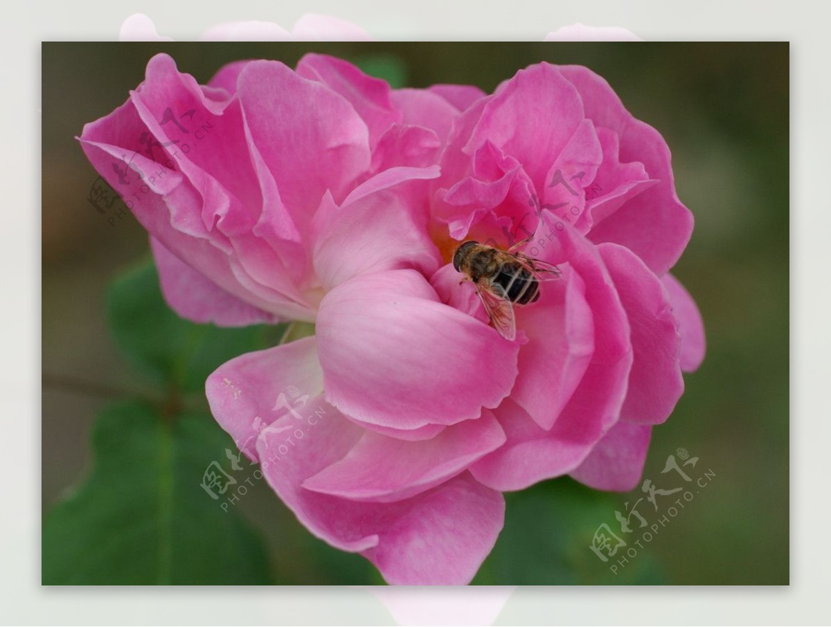 英国粉色玫瑰图片