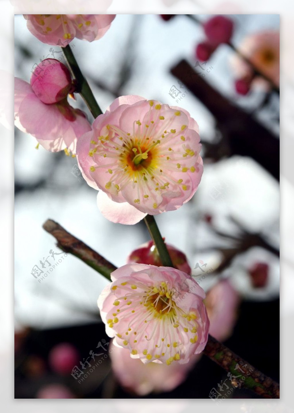 冬季里盛开的梅花图片