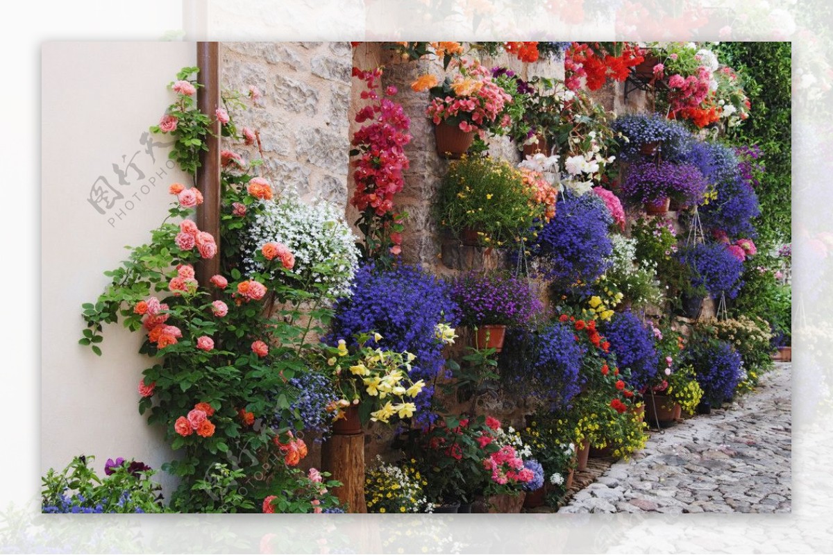 西班牙花卉图片