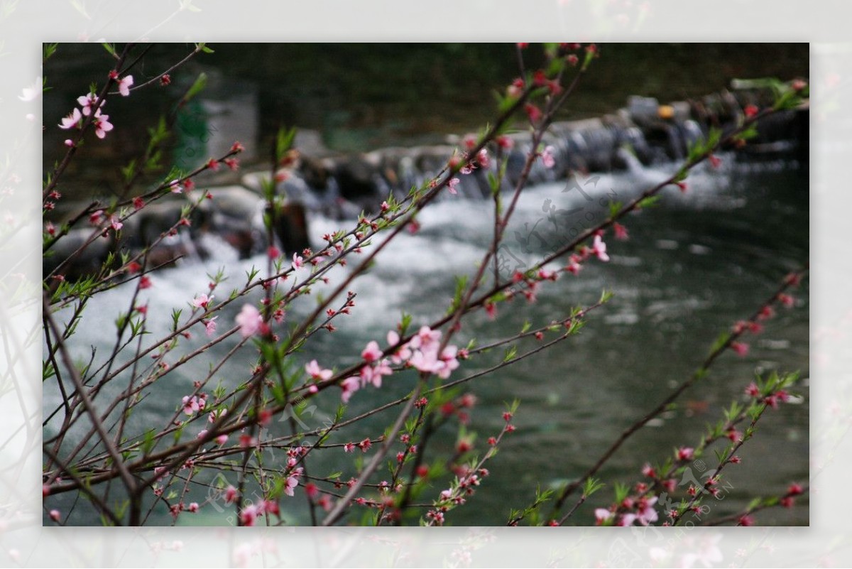 江西婺源理坑村子里的溪水和桃花图片