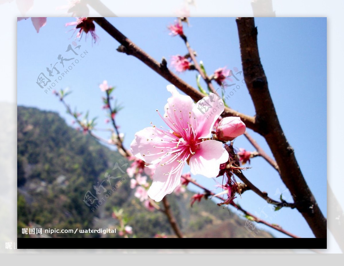 岩山桃花节图片