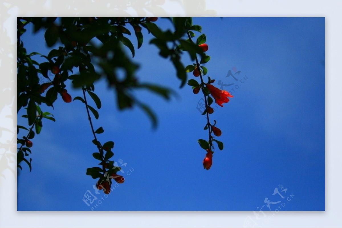 石榴花图片