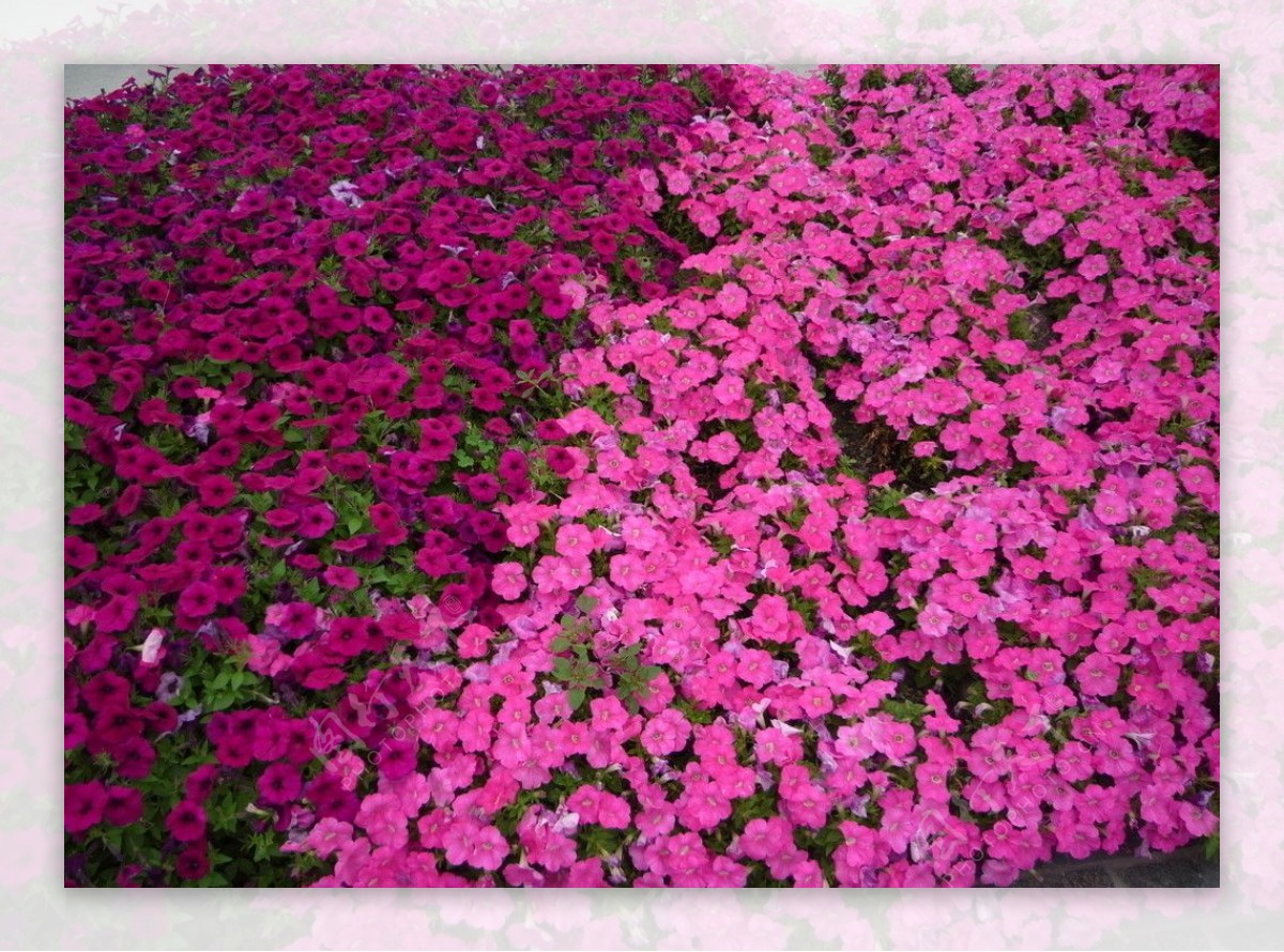 红色喇叭花和粉色喇叭花图片