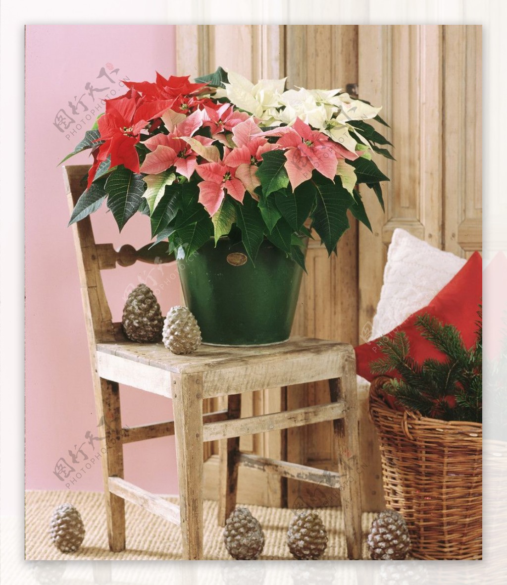 圣诞红椅子静物松果暖调圣诞装饰图片
