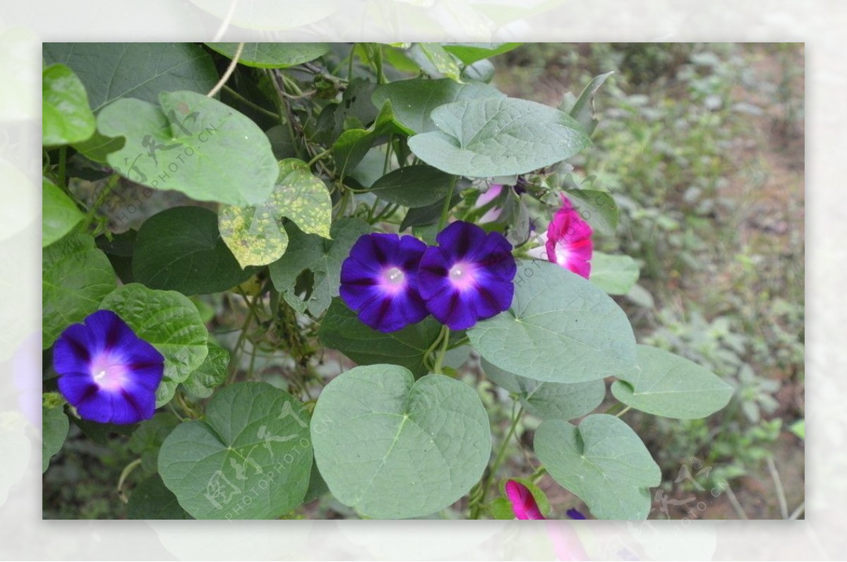 牵牛花图片