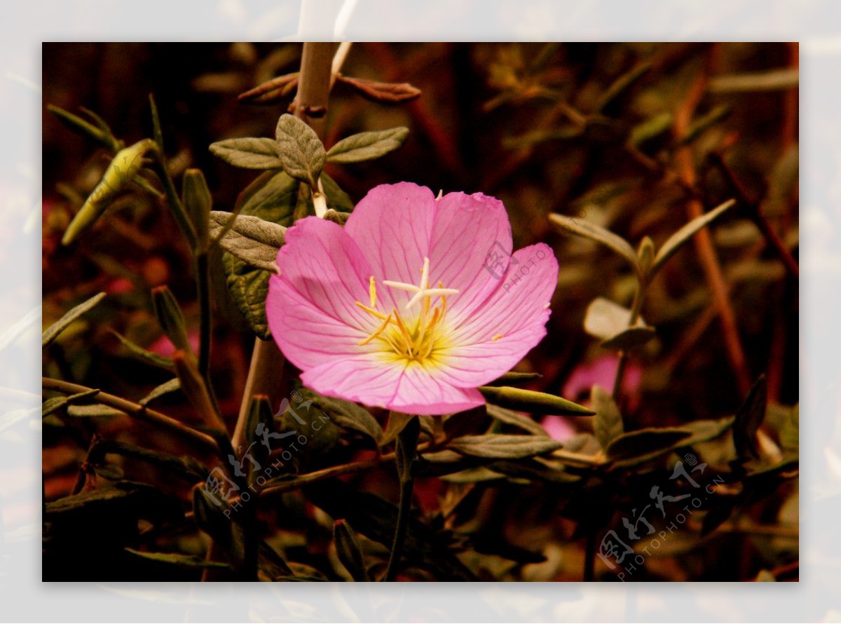 小花图片