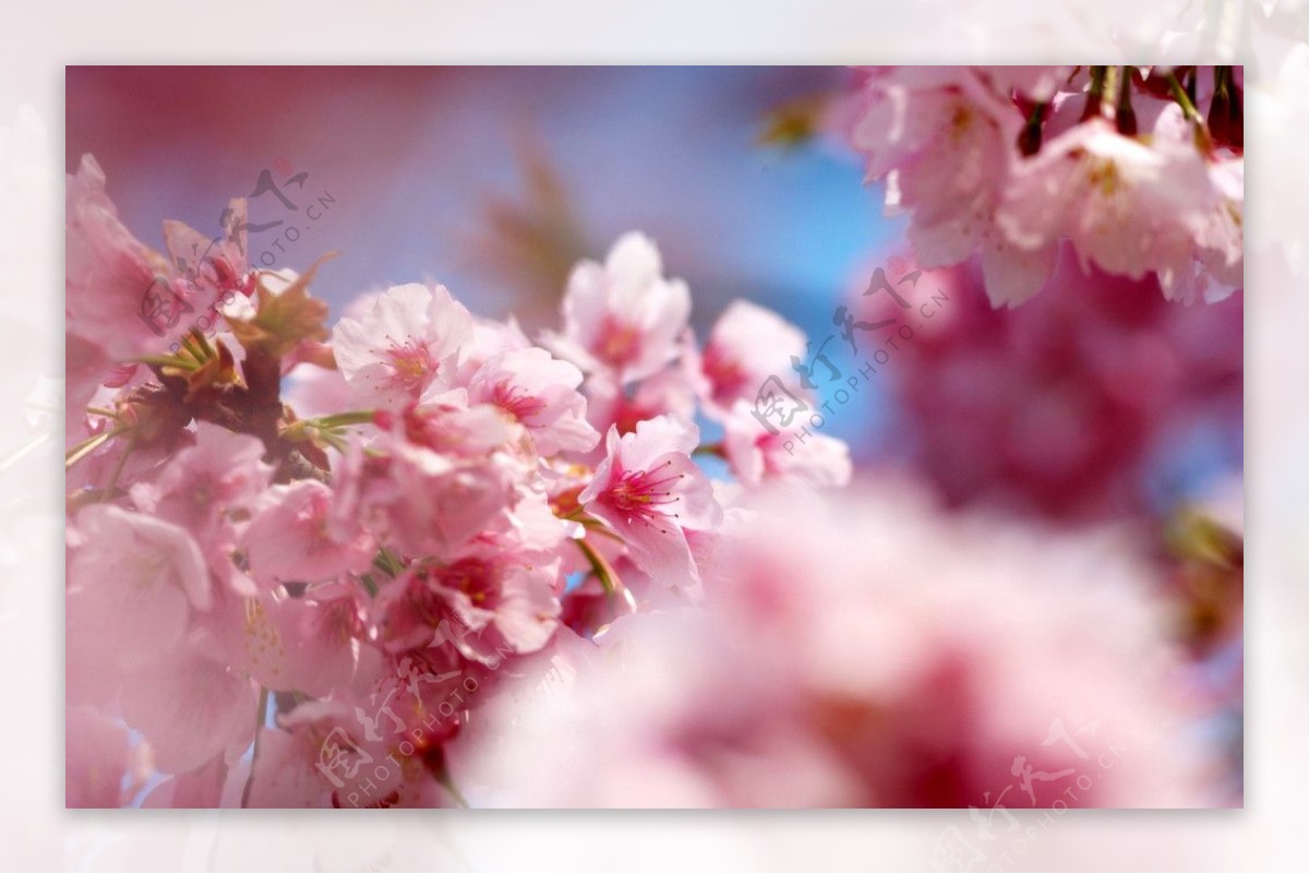 綺麗櫻花图片