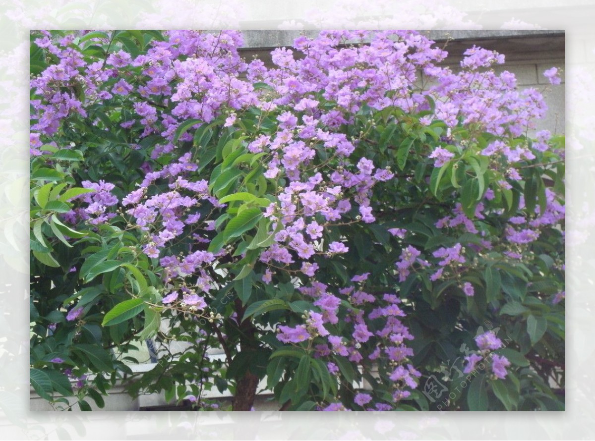 盛开的紫荆花图片