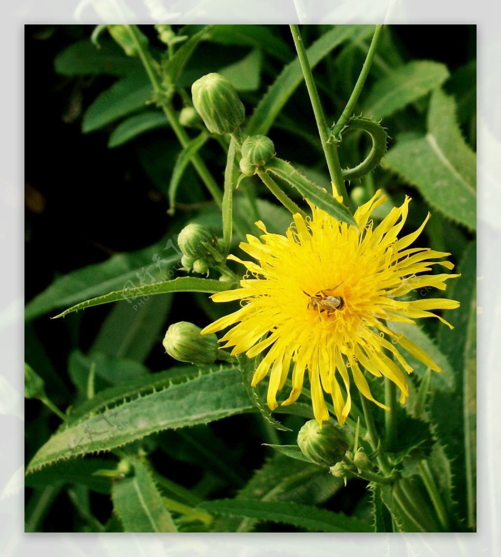 苦菜花图片