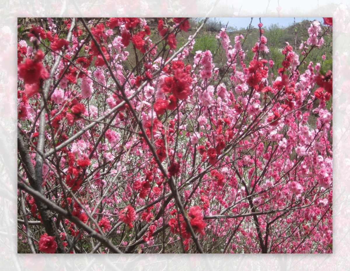 九龙峡樱花园图片
