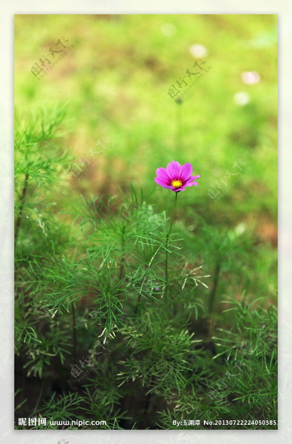 野菊花图片