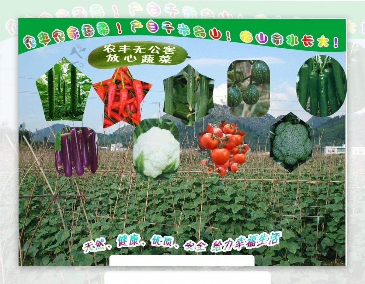 农丰蔬菜图片