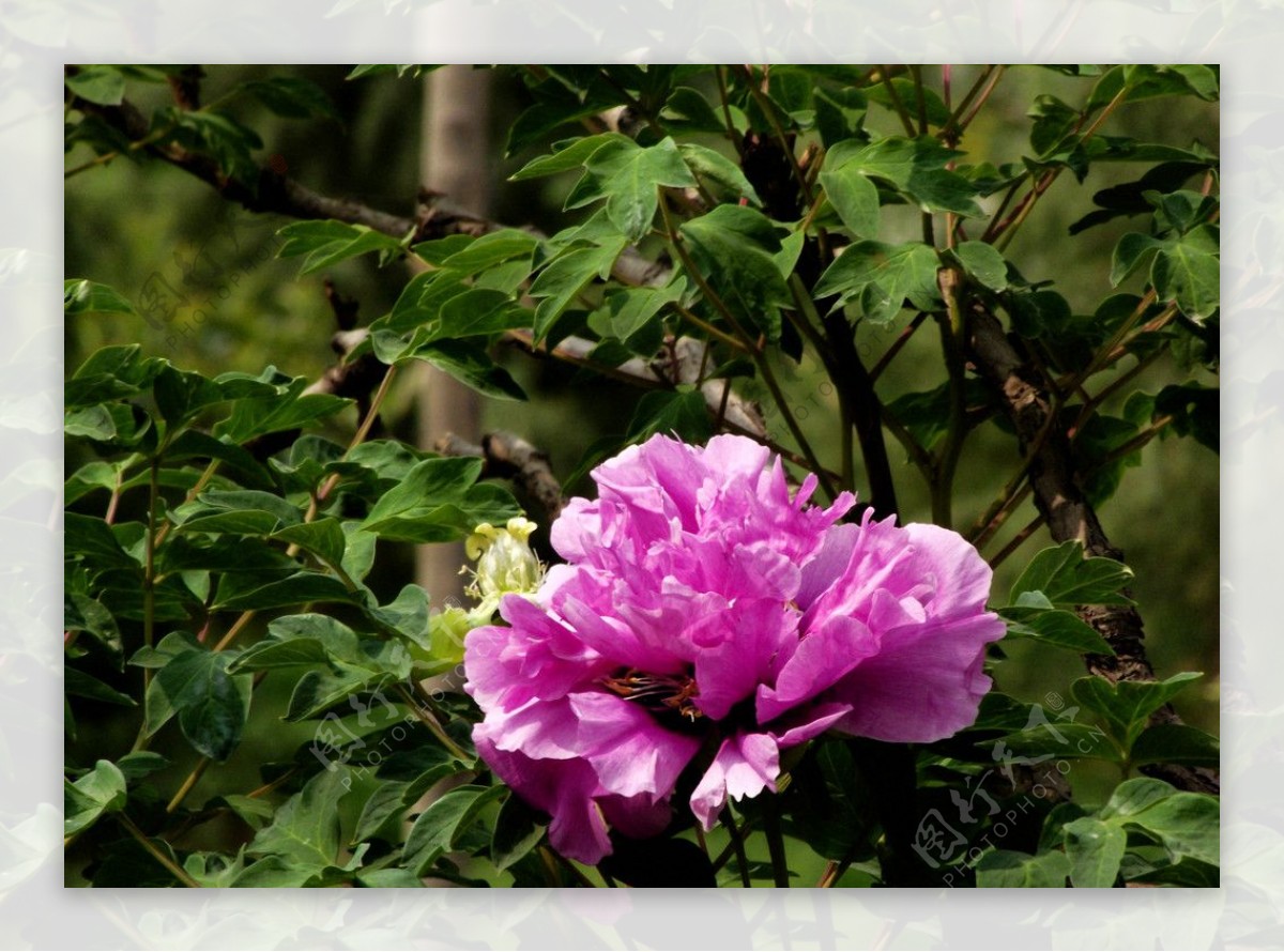 西安世园紫斑牡丹王图片