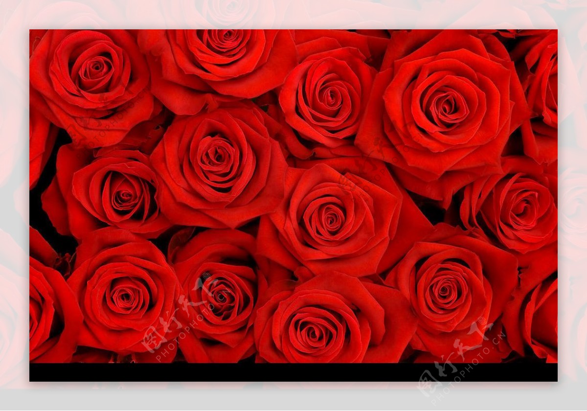 红色玫瑰花背景图片素材