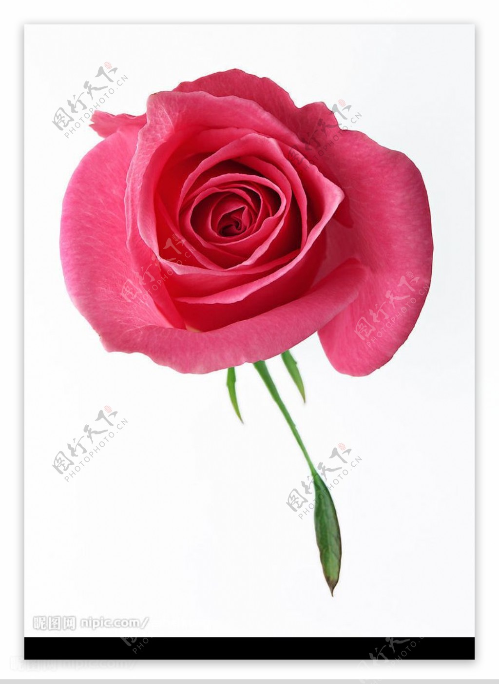 高清玫瑰花深粉红图片