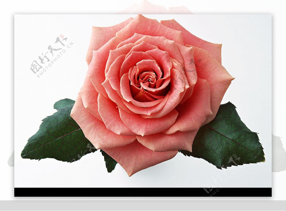 高清玫瑰花粉色图片