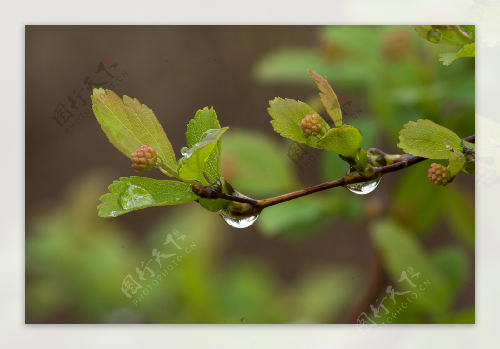 春雨中的绣线菊图片