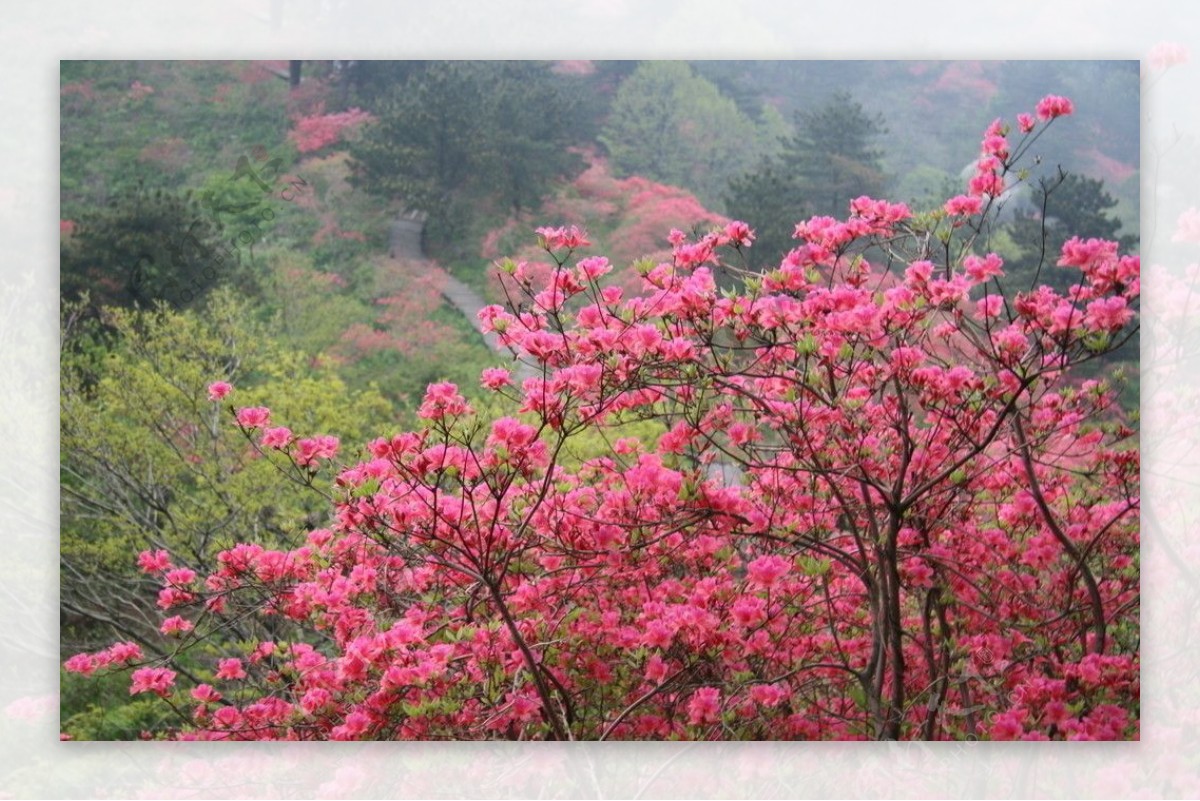 杜鹃花图片