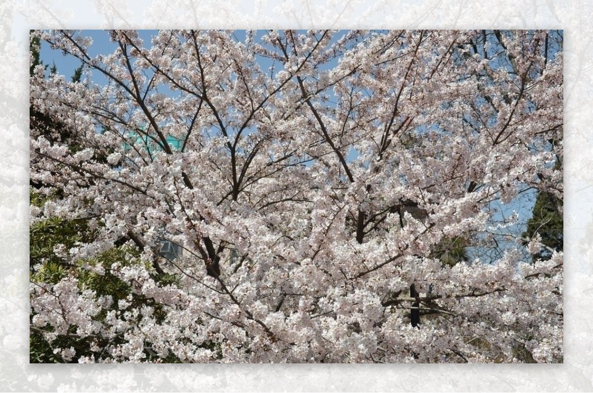 东京樱花图片