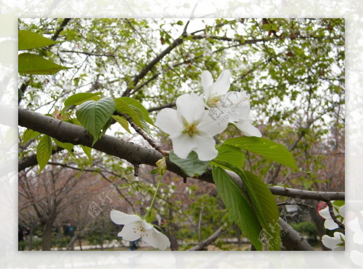 白樱花图片