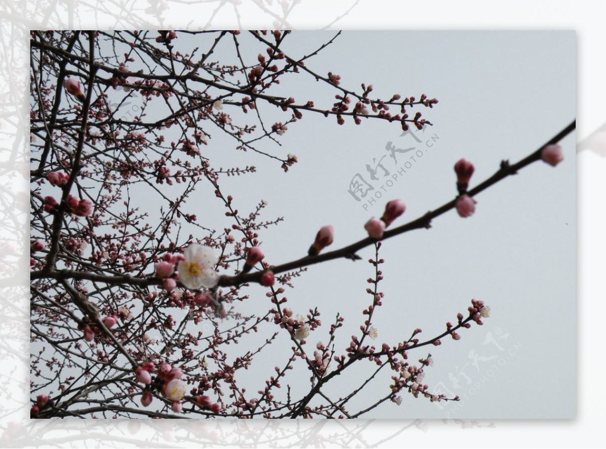 【含苞欲放的花蕾摄影图片】生态摄影_春花_太平洋电脑网摄影部落
