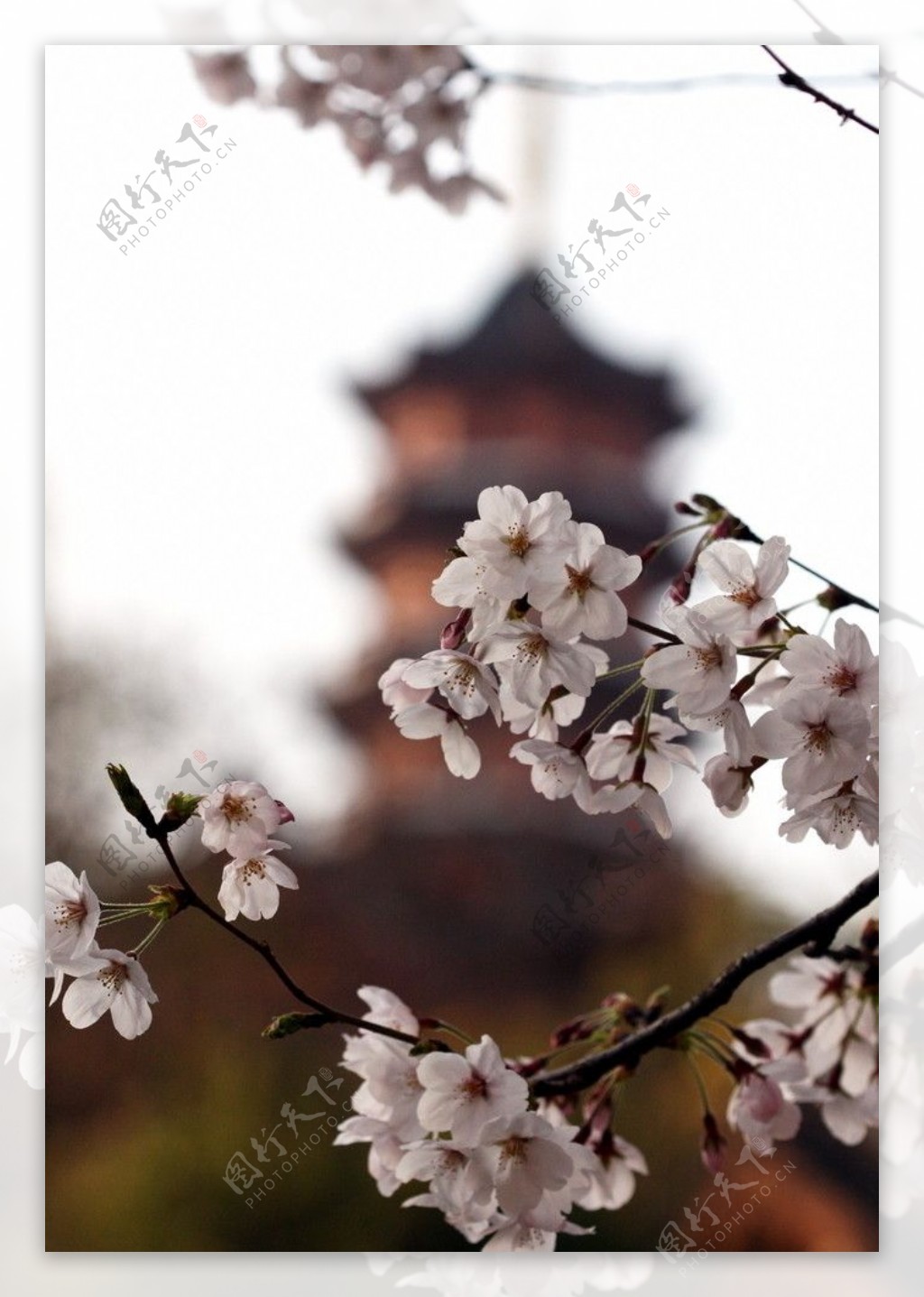 南京烂漫樱花图片