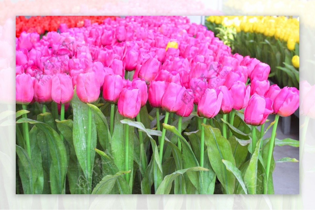 荷兰郁金香粉红色图片